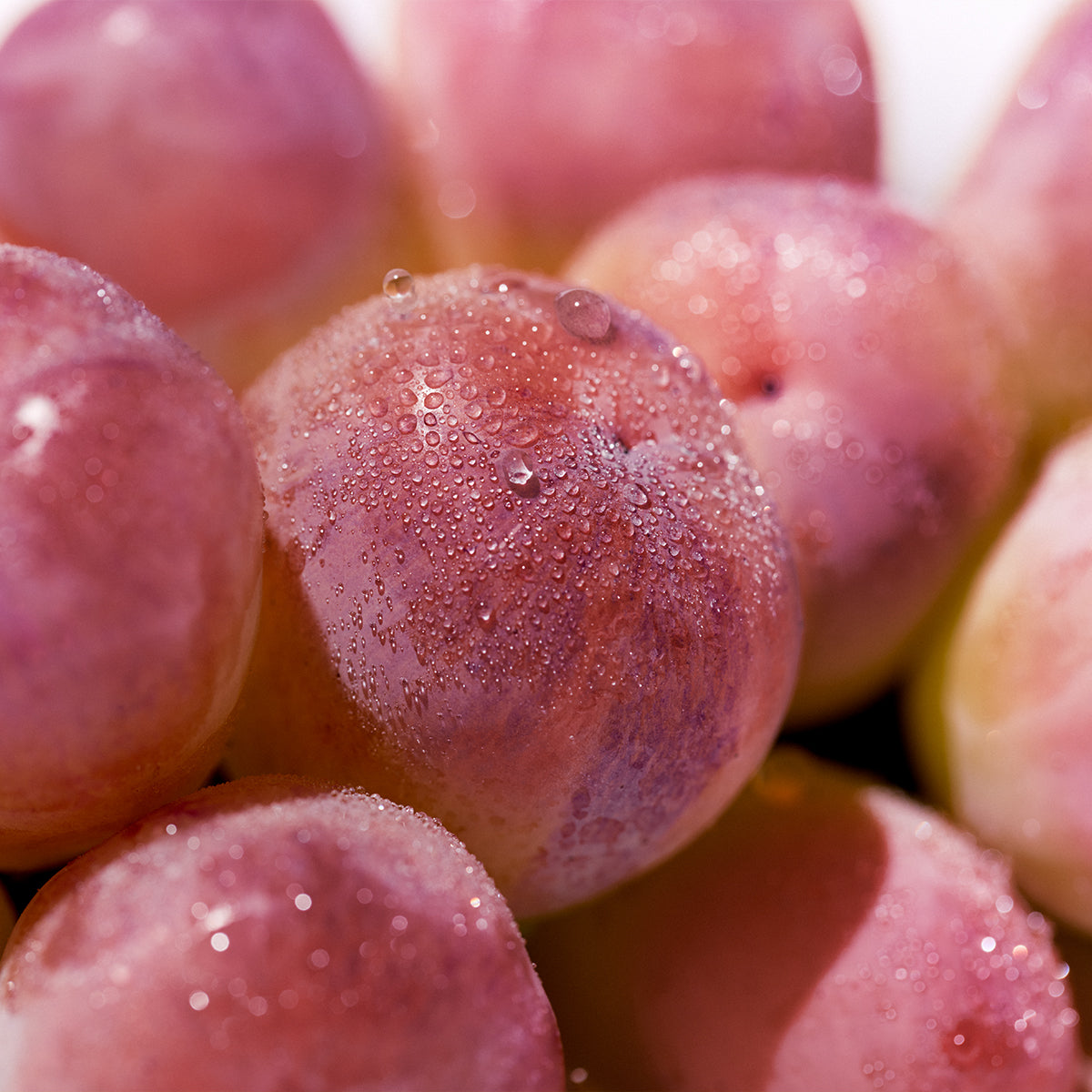 v_2_1200x1200.jpg?v=1738285409