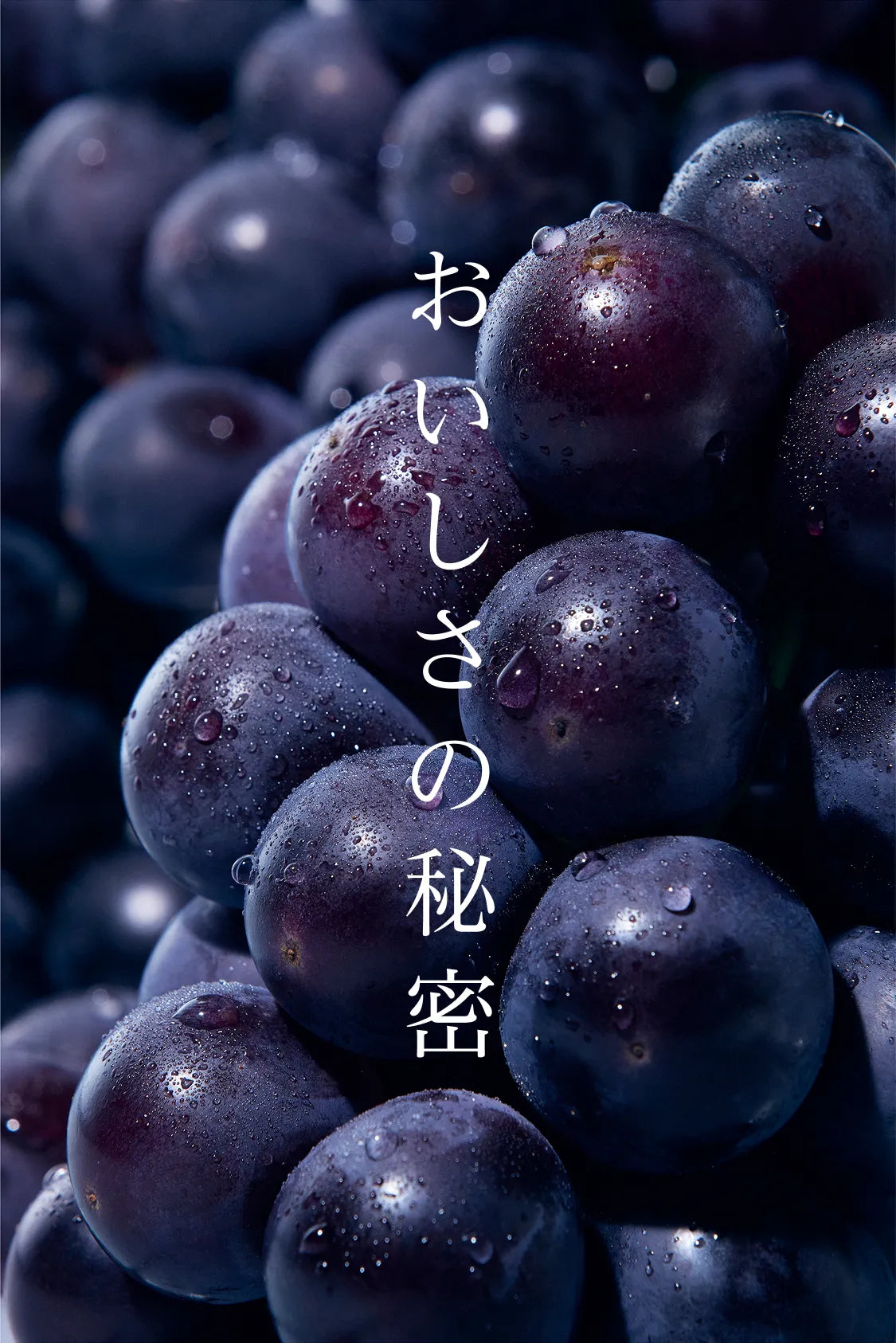 おいしさの秘密